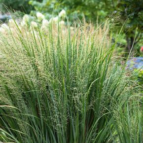 Vingergras Northwind (biologisch)