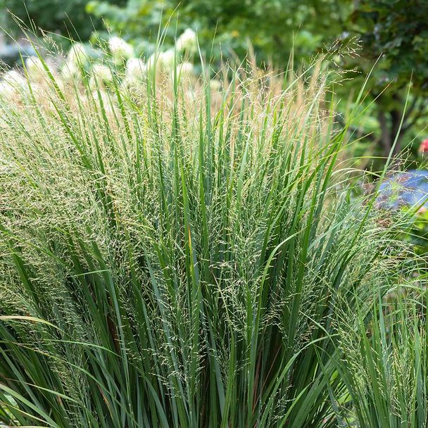 Vingergras Northwind (biologisch)