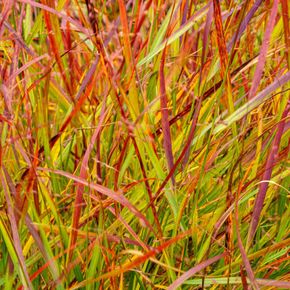 Vingergras Rehbraun (biologisch)