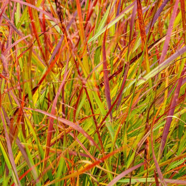 Rutenhirse 'Rehbraun' (BIO)