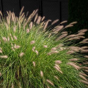 Lampenpoetsersgras Hameln (biologisch)