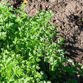 Peterselie crispum (biologisch)