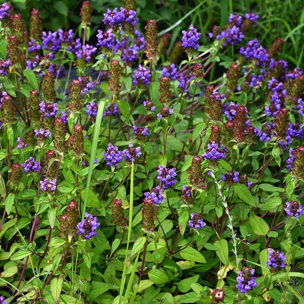 Kleine Braunelle (BIO)