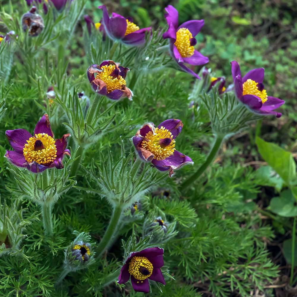 Biologische planten voor een natuurrijke tuin