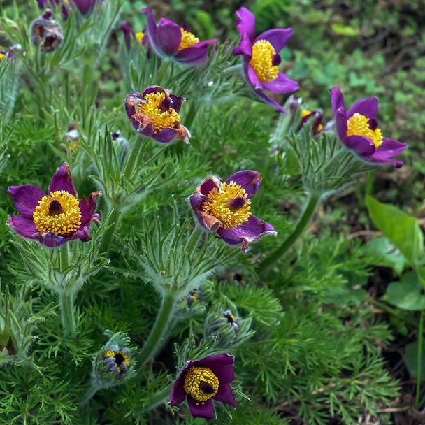 Wildemanskruid (biologisch)