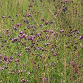 Zaagblad (biologisch)