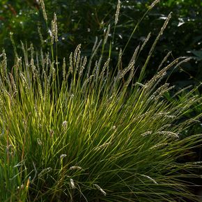 Herfstheidegras - Blauwgras (biologisch)