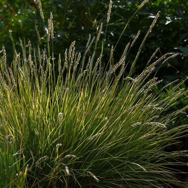 Herfstheidegras - Blauwgras (biologisch)