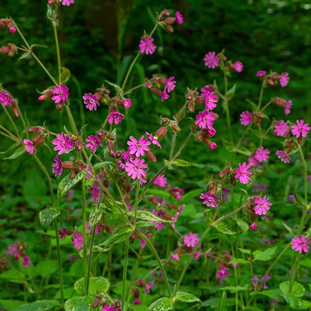 Rote Lichtnelke (BIO)