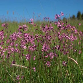 Echte koekoeksbloem (biologisch)
