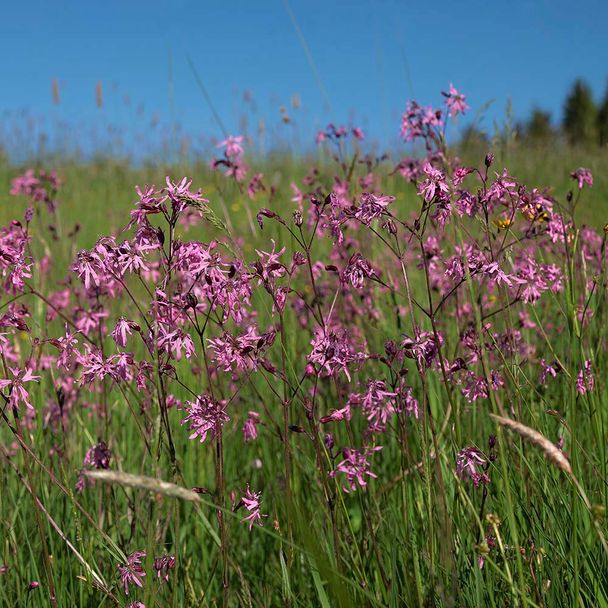 Echte koekoeksbloem (biologisch)