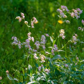 Blaassilene (biologisch)