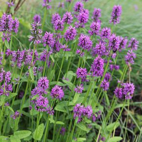 Betonie (biologisch)