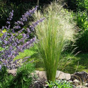 Vedergras Ponytails (biologisch)