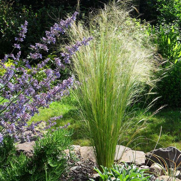 Vedergras Ponytails (biologisch)