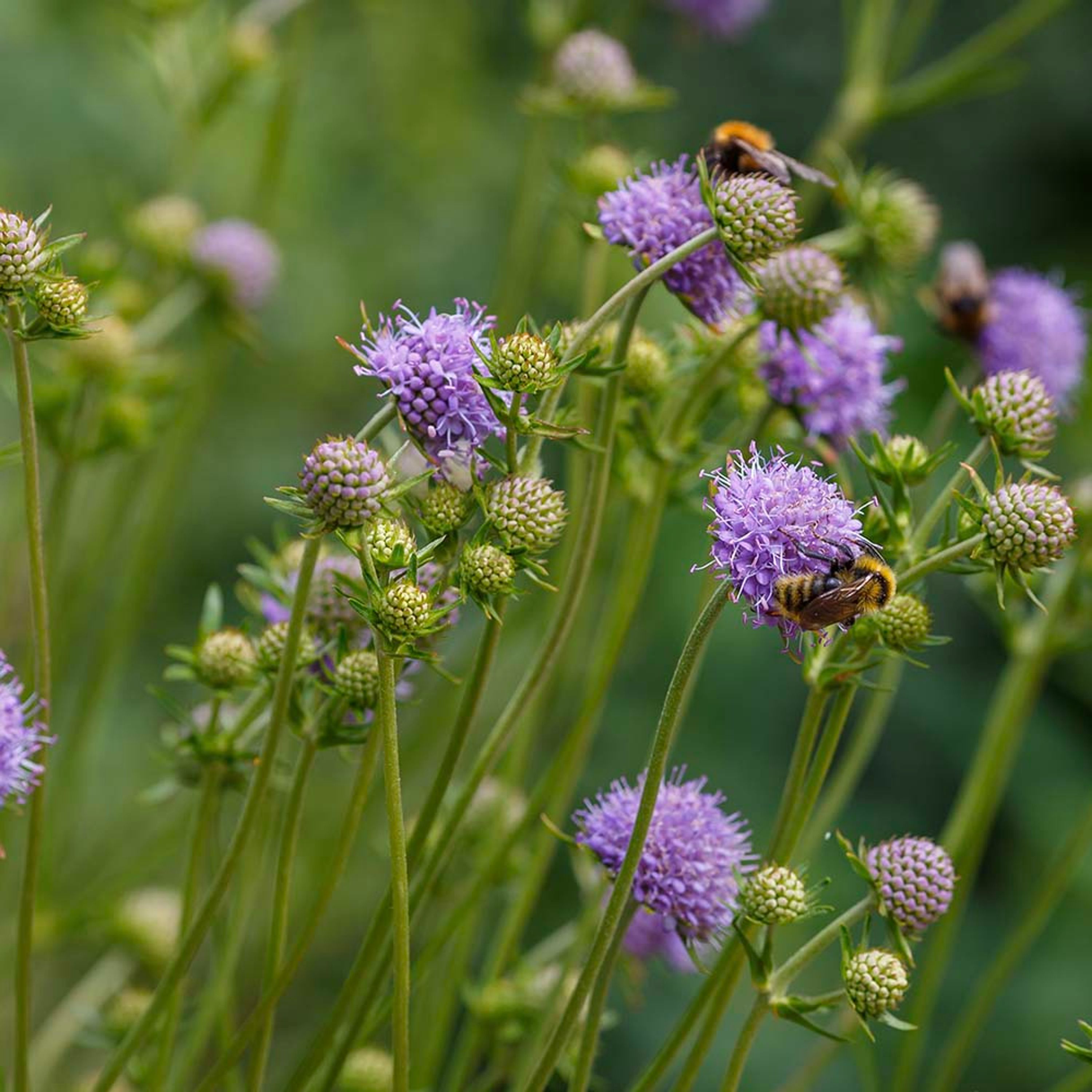 Blauwe knoop (biologisch) | Kwekerij Verhoeven | Planten | Partner van Vogelbescherming Nederland