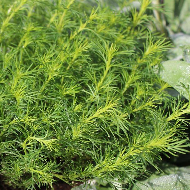 Lakritze Ringelblume (BIO)