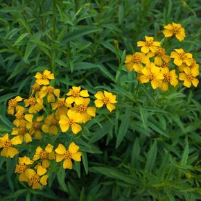 Mexicaanse dragon, Anijsafrikaantje (biologisch)