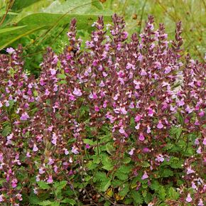 Echte Gamander (biologisch)