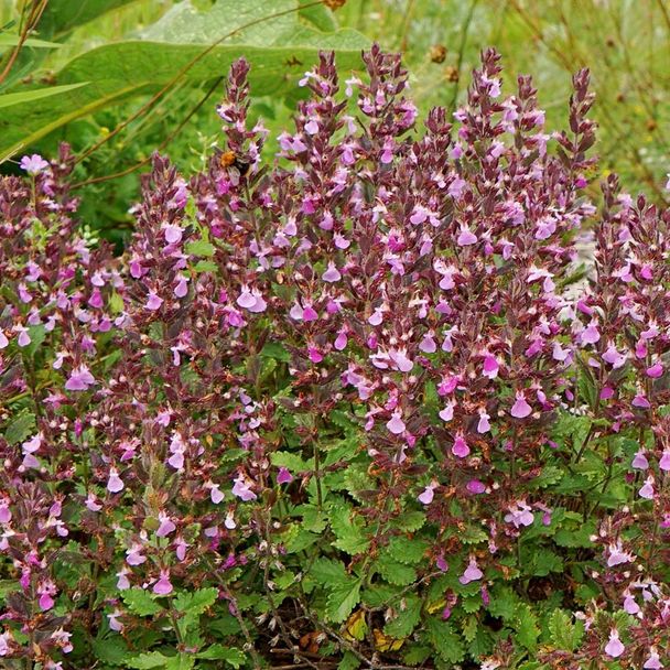 Echte Gamander (biologisch)