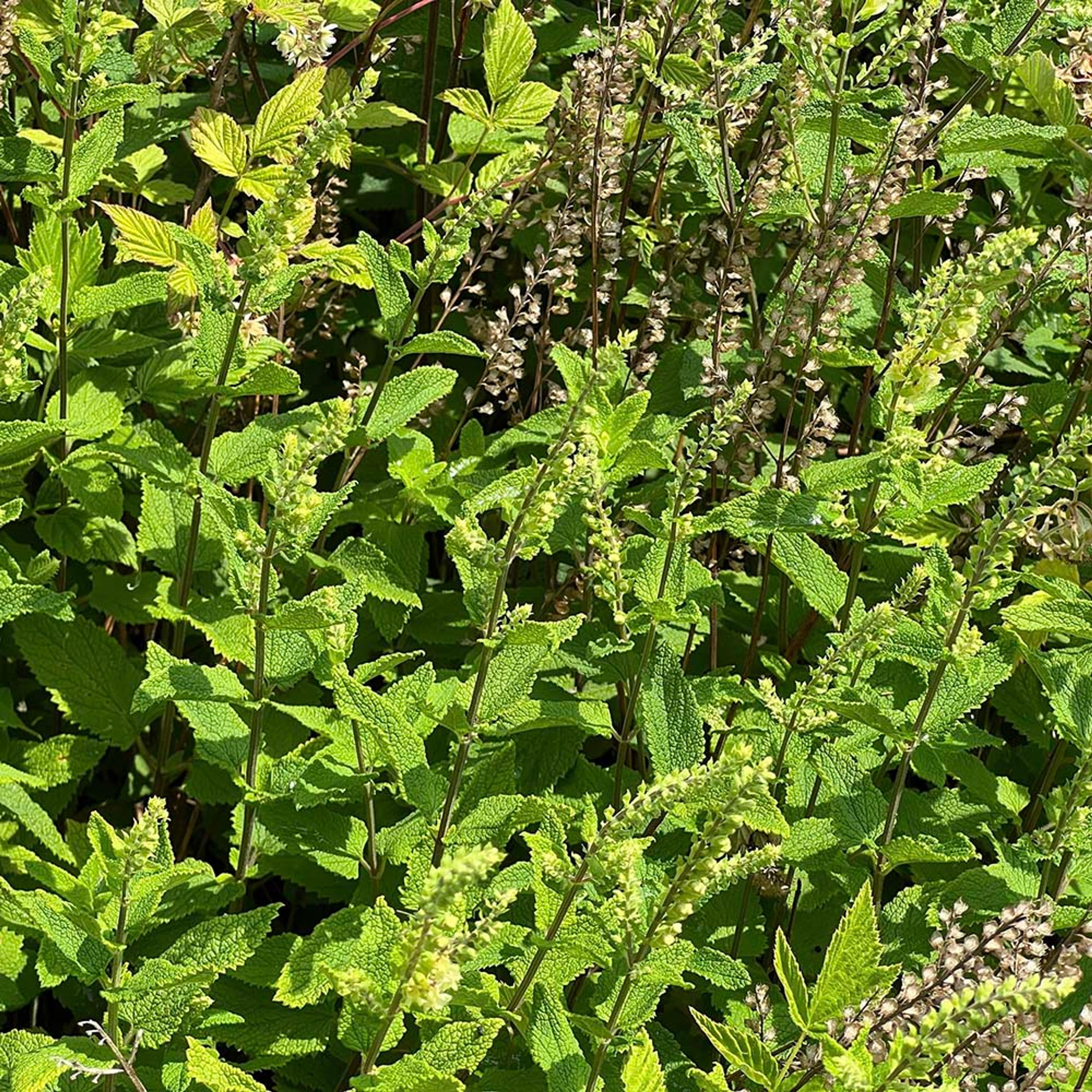 Gamander (biologisch) | Kwekerij Verhoeven | Planten | Partner van Vogelbescherming Nederland