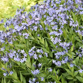 Blauwe ster - Blue Ice (biologisch)