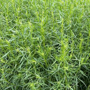 Franse Dragon (biologisch)