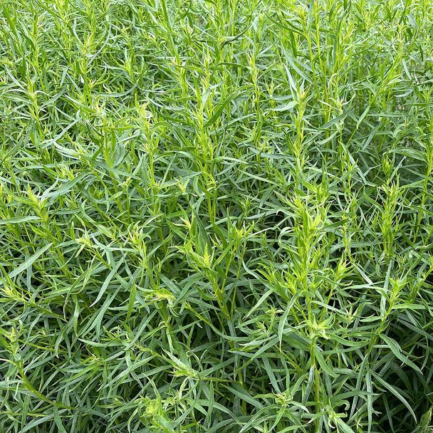 Franse Dragon (biologisch)