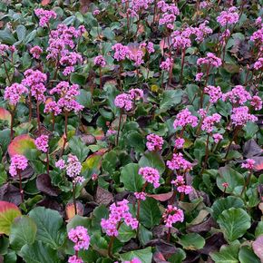 Schoenlappersplant (biologisch)