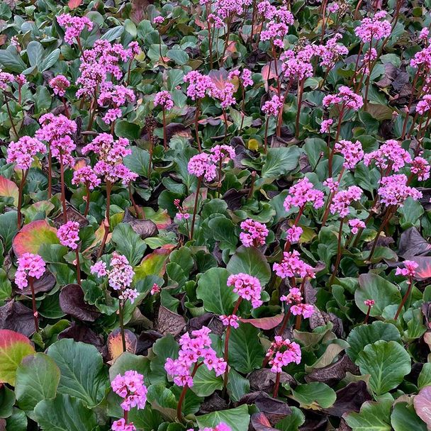 Schoenlappersplant (biologisch)