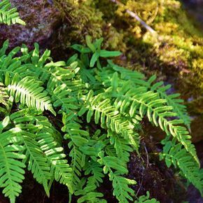 Dubbelloofvaren (biologisch)
