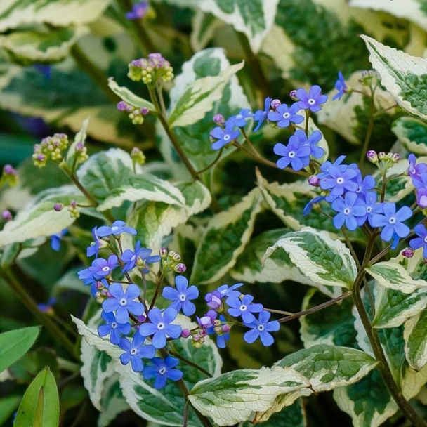 Kaukasische vergeet-me-nietje (biologisch)