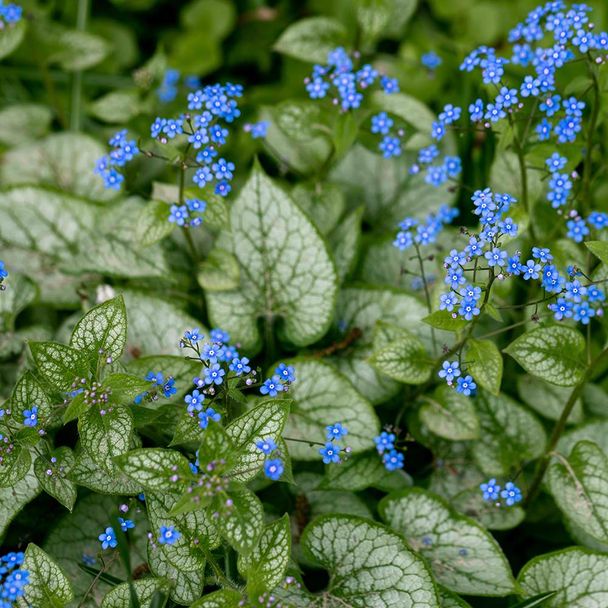 Kaukasische vergeet-me-niet Alexander's Great (biologisch)