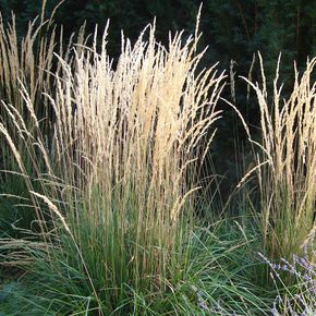 Struisriet Karl Foerster (biologisch)