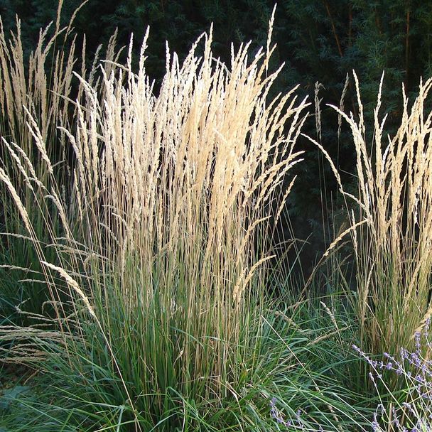 Reitgras 'Karl Foerster' (BIO)