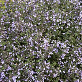 Bergsteentijm Marvelette Blue (biologisch)