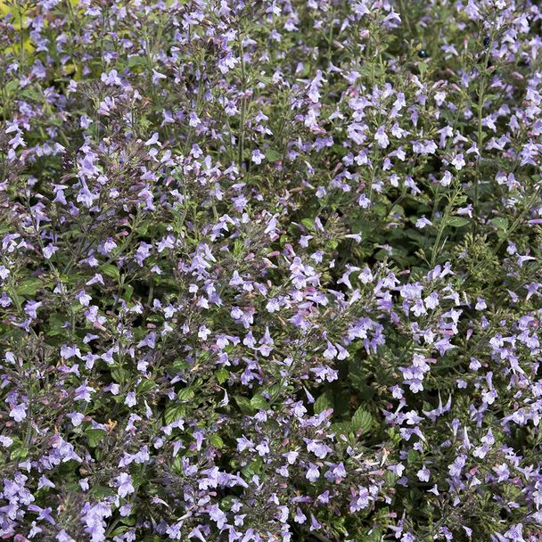 Bergsteentijm Marvelette Blue (biologisch)