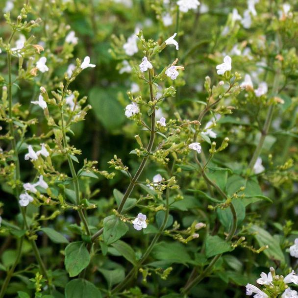 Bergsteentijm Marvelette White (biologisch)