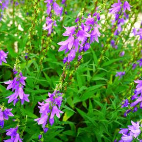 Ruig Klokje (biologisch)