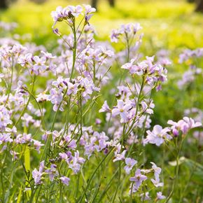Pinksterbloem (biologisch)