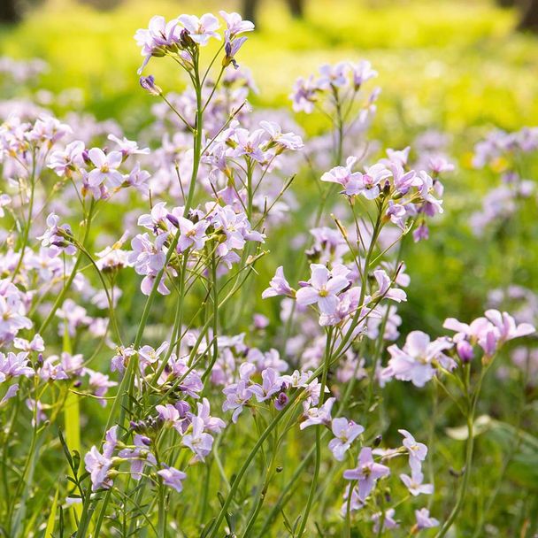 Wiesenschaumkraut (BIO)