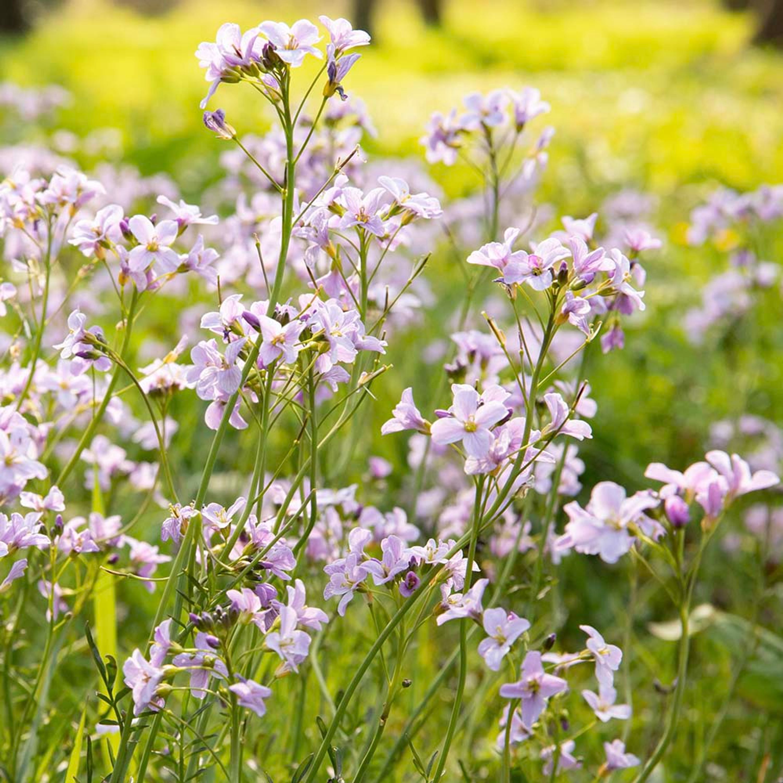 Pinksterbloem (biologisch) | Kwekerij Verhoeven | Planten | Partner van Vogelbescherming Nederland