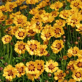 Meisjesogen Sonnenkind (biologisch)