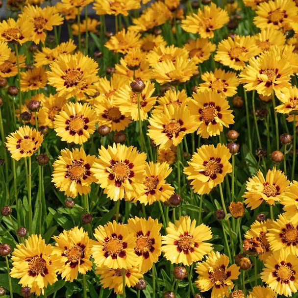 Meisjesogen Sonnenkind (biologisch)