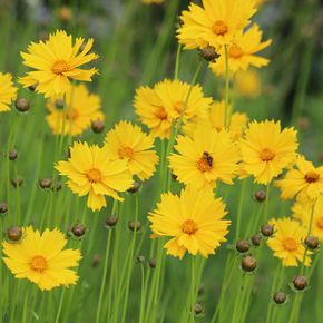 Meisjesogen (biologisch)