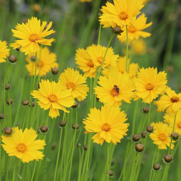 Meisjesogen (biologisch)