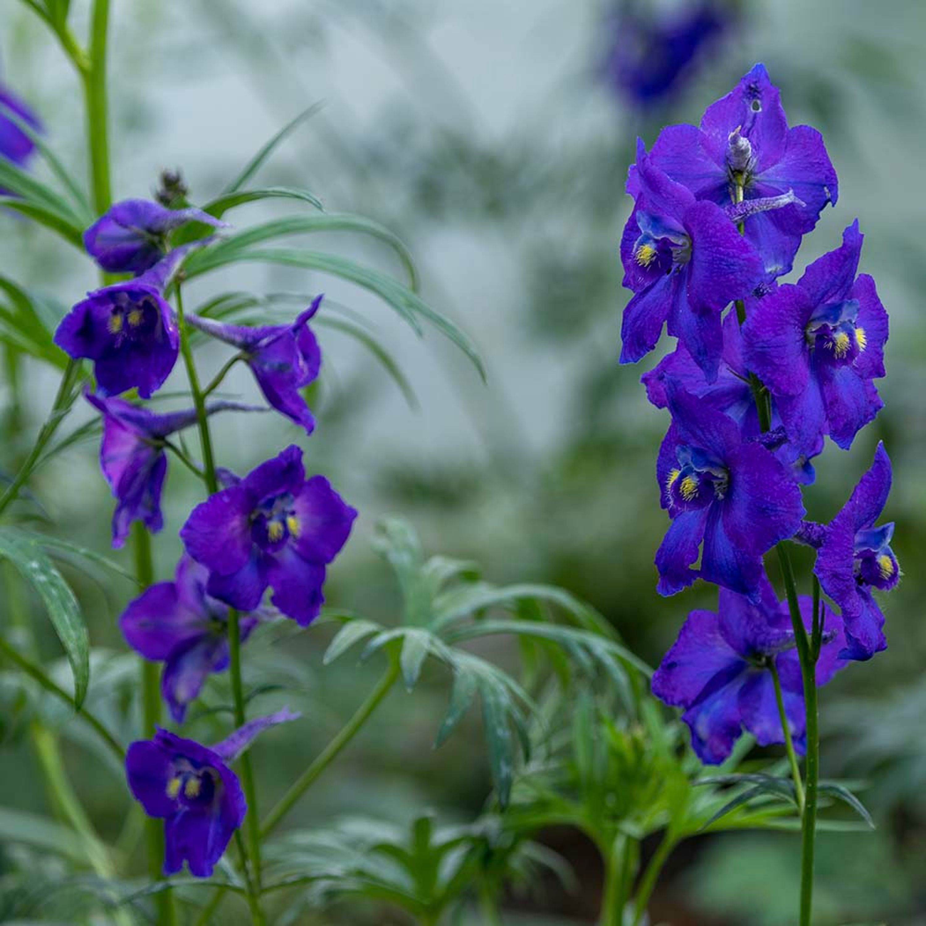 Ridderspoor Atlantis (biologisch) | Ridderspoor Plant | Delphinium Atlantis | Biologische planten | 