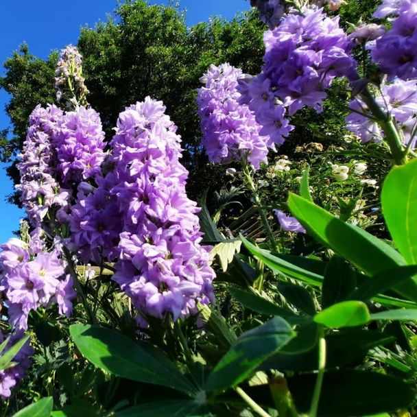 Ridderspoor Pacific Giant (biologisch)