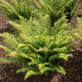 Manvaren (biologisch)