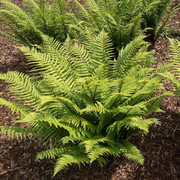 Manvaren (biologisch)